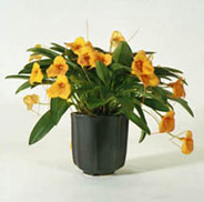 Octagon w/ Masdevallia Angel Frost