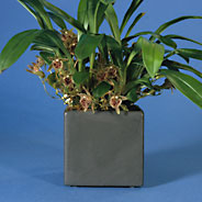 Cube planter with Kefersteinia