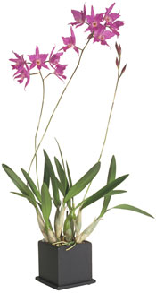 Laelia in Cube Planter