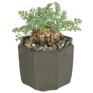 Octagon planter with pelargonium