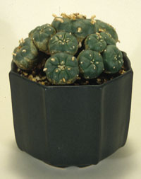 Octagon Planter with cactus