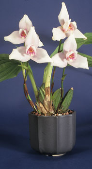 Lycaste skinneri in octagon planter