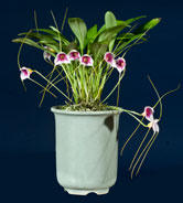 masdevallia exquisita