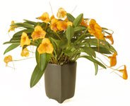 Masdevallia Angel Frost in Tripod Planter