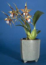 Rhyncostele in tripod planter