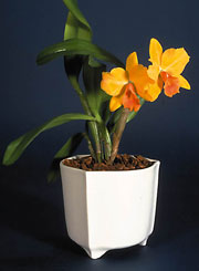 Orange Slc in tripod planter