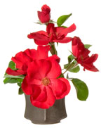 Celebration vase with rose