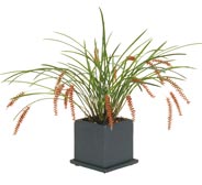 Dendrochilum wenzelii in cube planter