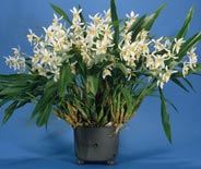 coelogyne ochracea 'Adagent'