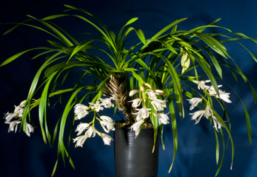 Cymbidium mastersii