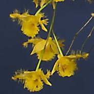 Dendrobium harveyanum