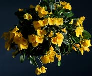 Dendrobium jenkensii 'Christian'