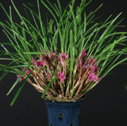 Cymbidium lancifolium