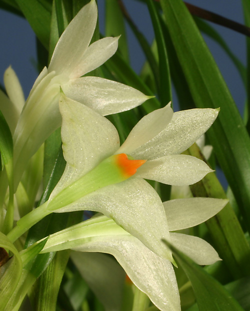 Dendrobium pentapterum flower