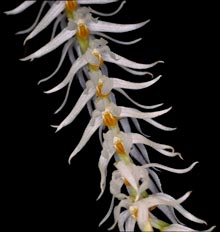 Dendrochilum glumaceum 'Super Cool'