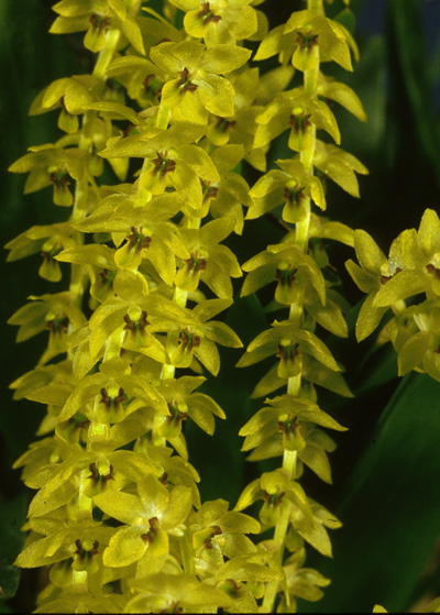 Dendrochilum uncatum plant