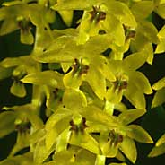 Dendrochilum uncatum flowers