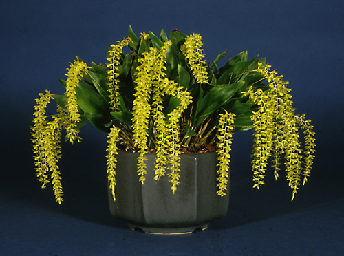 Dendrochilum uncatum plant