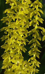 dendrochilum uncatum flowers