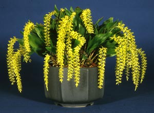 Dendrochilum uncatum plant