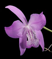 Laelia speciosa