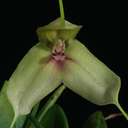 Masdevallia dalessandroi