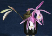 Pleione maculata