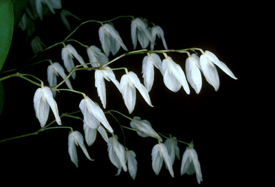Pleurothallis pterophora close-up
