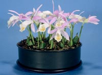 Pleione formosanum