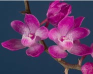 Sarcochilus ceciliae 'Stony Point'