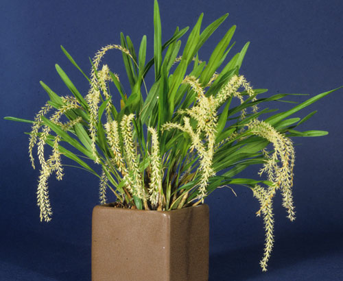 Dendrochilum microchilum