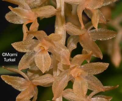 Dendrochilum bicallosum