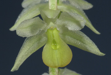 Dendrochilum cobbianum