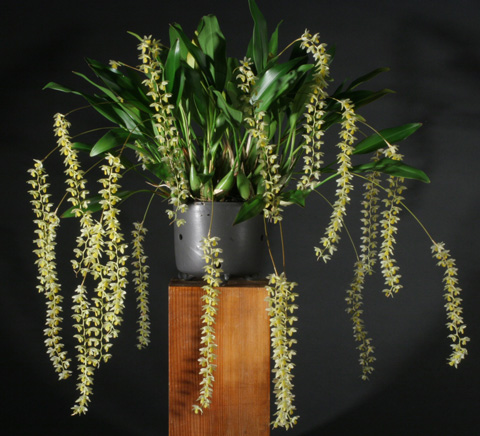 dendrochilum cobbianum