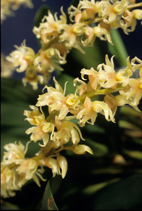 Dendrochilum cootsii 'Stony Point'