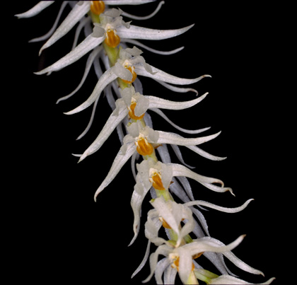 Dendrochilum glumaceum