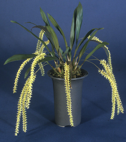 Dendrochilum gracile