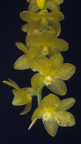 Dendrochilum irigense 'Stony Point' HCC/AOS