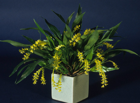 Dendrochilum gracile