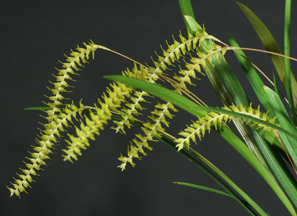 Dendrochilum javieri