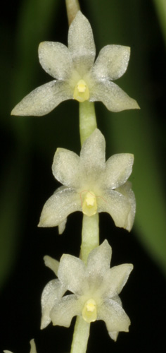 Dendrochilum longibulbon