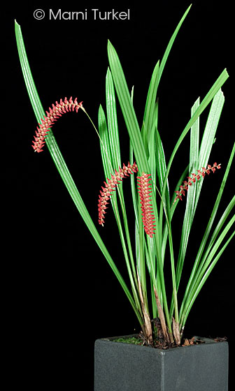 dendrochilum saccolabium