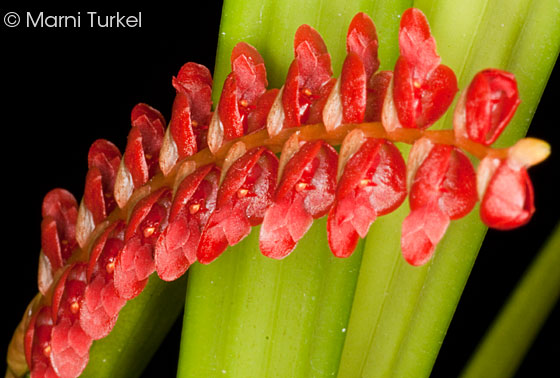 Dendrochilum saccolabium spike