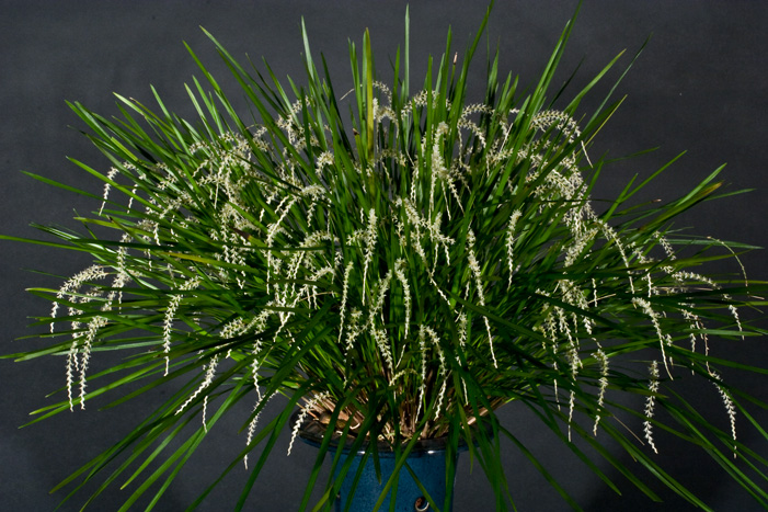 Dendrochilum stenophyllum