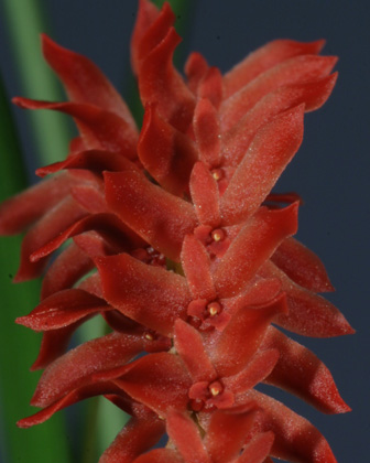 Dendrochilum wenzelli