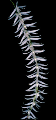 Dendrochilum yuccaefolium