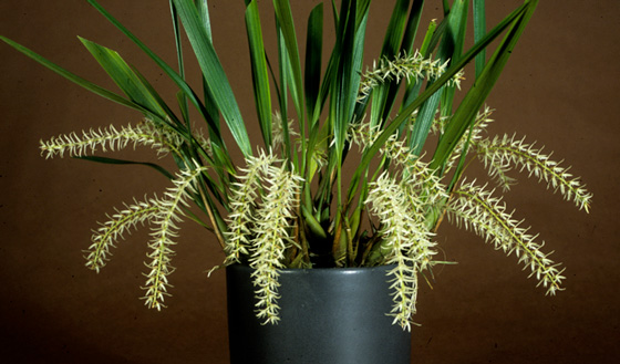 Dendrochilum yuccaefolium