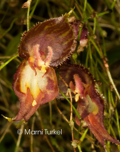 lepanthes nycterus flower