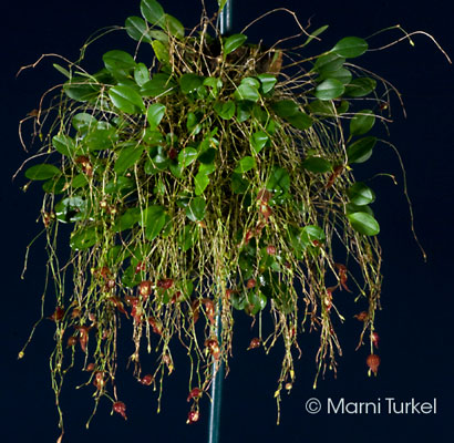 Lepanthes nycterus specimen plant