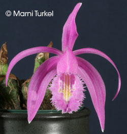 Pleione praecox